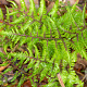 Athyrium niponicum 'Red Beauty' GM P9