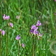 Dodecatheon jeffreyi GM P9