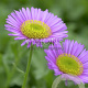 Erigeron gl. 'Sea Breeze' GM P9
