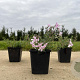 Phlox (S) Candy Stripes GM P9