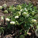 Helleborus o. 'Pr. Ellen Spotted' GM P9