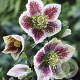 Helleborus o. 'White Spotted' GM P9