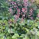 Heucherella 'Tapestry' GM P9