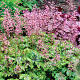 Heucherella 'Tapestry' GM P9