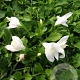Mazus reptans 'Albus' GM P9