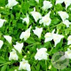 Mazus reptans 'Albus' GM P9