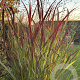 Panicum virgatum 'Oxblood Autumn' GM P9