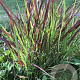 Panicum virgatum 'Oxblood Autumn' GM P9
