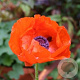 Papaver or. 'Brilliant' GM P9