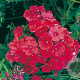 Phlox (P) 'Tenor' GM P9