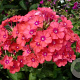 Phlox (P) 'Spitfire' GM P9