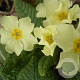 Primula vulgaris GM P9