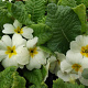 Primula vulgaris GM P9