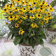 Rudbeckia f. 'Little Goldstar' GM P9