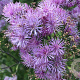 Thalictrum 'Elin' GM P9