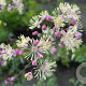 Thalictrum 'Elin' GM P9