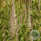 Veronicastrum virg. 'Diana' GM P9