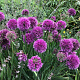 Allium 'Lavender Bubbles' GM P9