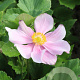 Anemone hyb. 'Loreley' GM P9