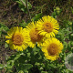 Pulicaria dysenterica GM P9