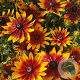 Rudbeckia Rudy Fire C1.5 wortelecht