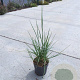 Sesleria autumnalis GM C1.3
