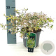 Abelia grandifl. 'Hopleys' 20-25 cm 2,0L