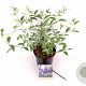 Buddleja 'Lochinch' 30-40 cm 3,0L