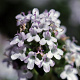 Thymus vulgaris GM P9