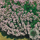 Thymus vulgaris GM P9