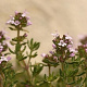 Thymus vulgaris GM P9