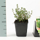 Thymus vulgaris GM P9