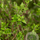 Thymus vulgaris GM P9
