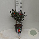 Camellia sasanqua 40-50 cm 5,0L