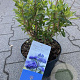 Caryopteris cland. Grand Bleu 25-30 cm 2,0L