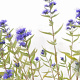 Caryopteris cland. 'Kew Blue' 30-40 cm 3,0L