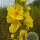 Verbascum densiflorum GM P9