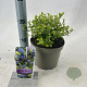 Ceanothus El Dorado 25-30 cm 2,0L