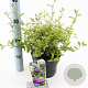 Ceanothus El Dorado 25-30 cm 2,0L