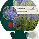 Veronica austriaca teucrium GM P9