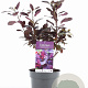 Cotinus cog. 'Royal Purple' 30-40 cm 3,0L