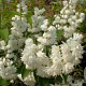 Deutzia cren. 'Pride of Rochester' 25-30 cm 2,0L
