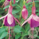 Fuchsia 'Tom Thumb' GM P9