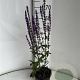 Salvia nem. 'Caradonna' GM 2,0L