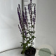 Salvia nem. 'Caradonna' GM 2,0L