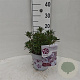 Kalmia latifolia 25-30 cm 3,5L