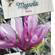 Magnolia 'Betty' 60-80 cm 10L