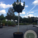 Acer platanoides 'Globosum' 35-40 HO cont. 500L 250 cm stam