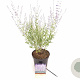 Perovskia atripl. 'Little Spire' 30-40 cm 3,0L
