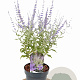 Perovskia atripl. Silvery Blue 30-40 cm 3,0L